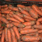 Carrots_5070
