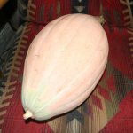 squash_5080