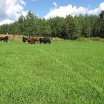 Cows_0731
