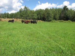 The sun is out and the birds are singing