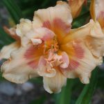 Daylily_4344