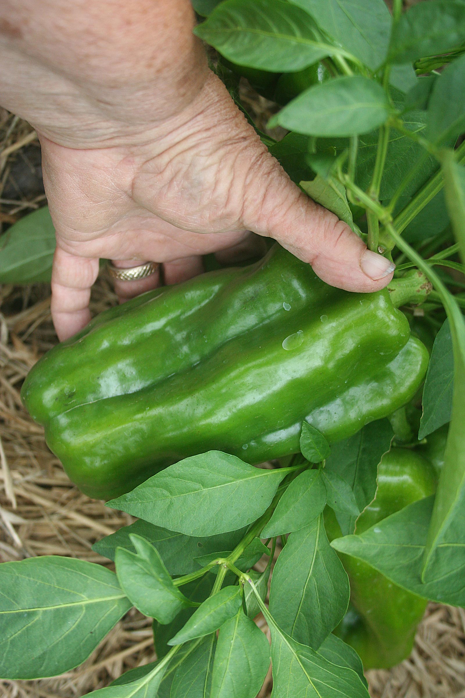sarawak peppercorn sarawak peppercorn