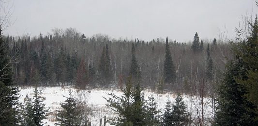 We’re madly trying to get our 2020 Seed Treasures catalog finished