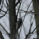 Downy-woodpecker_5297