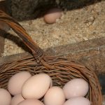 Eggs_5301 (002)