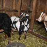 Goats_5312-(002)