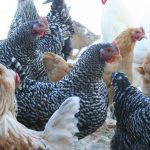 Hens_5305-(002)