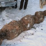Burl_5382-(002)