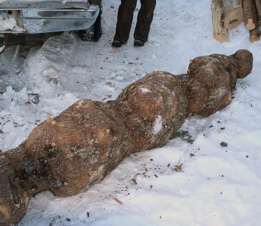 We have a really cool spruce burl log