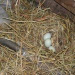 Eggs_5398-(002)