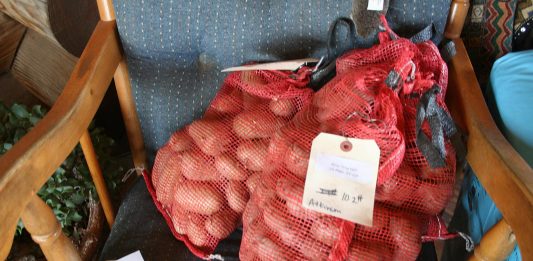 We got our Bliss Triumph seed potatoes from Alaska