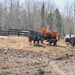 Cows_5491