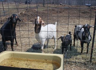 My ham and bean soup turned out perfect