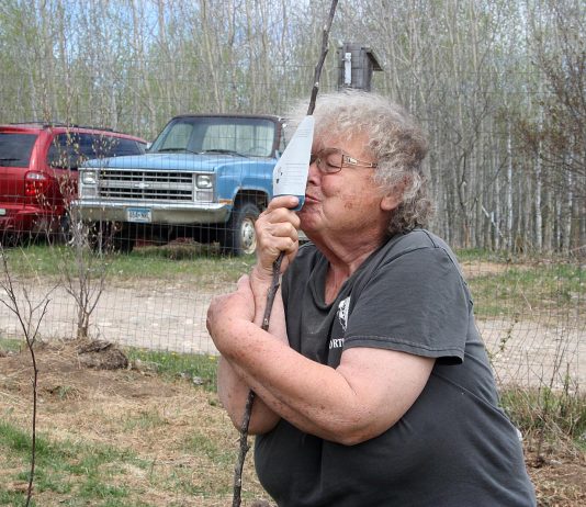 I found Prairie Magic apples!