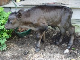 The weak calf is walking