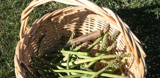 Our asparagus is shooting up