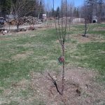 Trees_5510