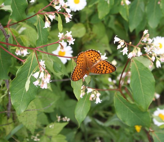No rain, so we’re starting to irrigate