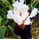 Iris_5667