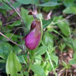 Lady-slipper_5582