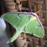 Luna moth_5629
