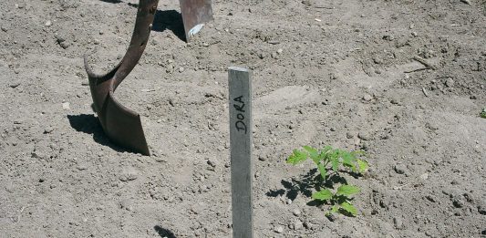 With the help of friends, we got 275 tomatoes planted in one day