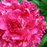 peony_5651