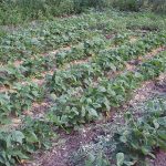 Beans_5702