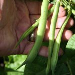Beans_5748