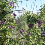 Clematis_5700