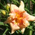 Daylily_5723