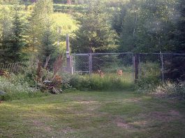 Even more rain and the gardens are growing