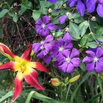 Flowers_5726