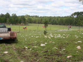 The cows are now happily roaming the new pasture in the Wolf forty