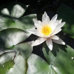 Waterlily_5722