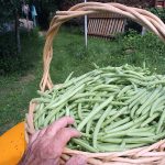 Beans_5868