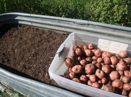 Although it’s early, the pantry shelves are filling up