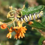 Caterpillar_5819