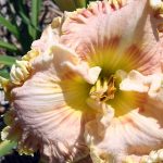 Daylily_5837