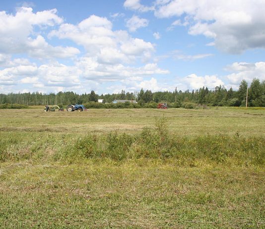 Our first tomatoes are ripe