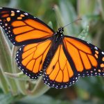 Monarch_5929