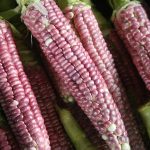 Parching-corn_5926