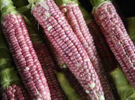 Every day is a harvest day now