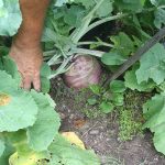 Rutabaga_5959