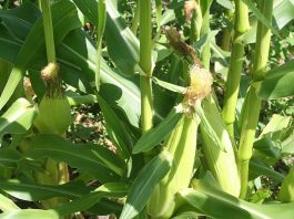 Good news, my ulcer has healed up