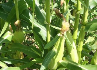 Good news, my ulcer has healed up