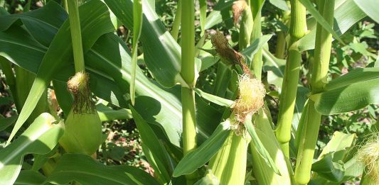 Good news, my ulcer has healed up