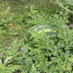 Watermelon_5957