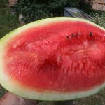 Bozeman-watermelon_5986