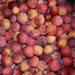 Plums_6054